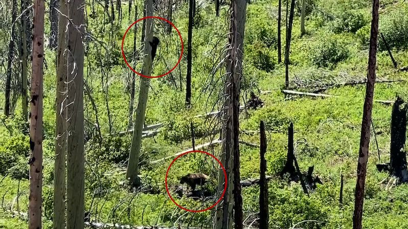 Vzácný střet medvědů: Grizzly zahnal na strom baribala